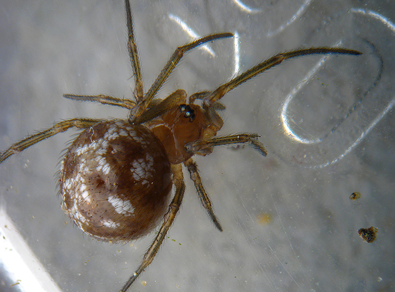 Steatoda triangulosa
